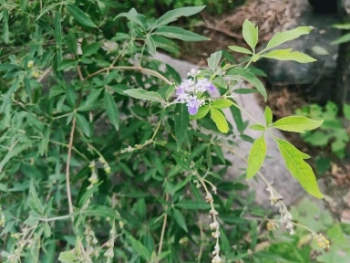 image007 image007