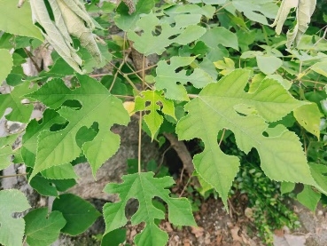 image008 image008